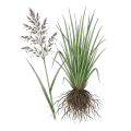 Vetiver