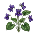 Violet Flower Absolute
