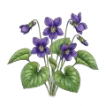 Violet Leaf