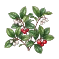 Wintergreen