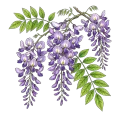 Wisteria
