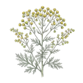 Wormwood