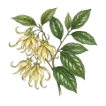 Ylang Ylang I
