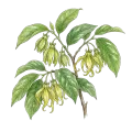 Ylang Ylang II