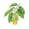 Ylang Ylang III