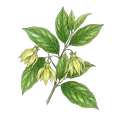 Ylang Ylang (Complete)