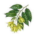 Ylang Ylang Extra