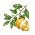 Yuzu